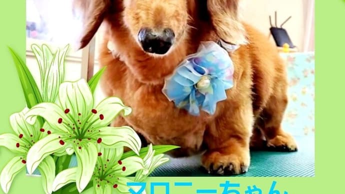 ☔ 雨ーーーージング ❕❕❕ 🐭🐶