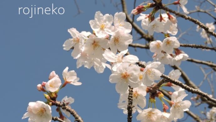 桜咲く