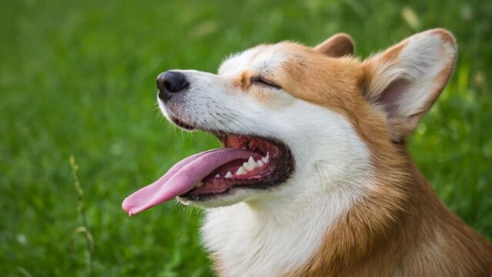 犬の熱中症に注意