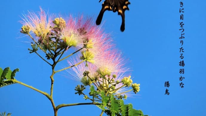 合歓の花に揚羽蝶