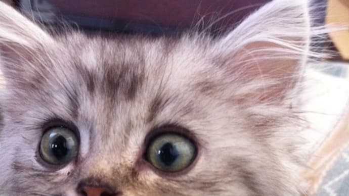 子猫クルシャの目つきと睫毛
