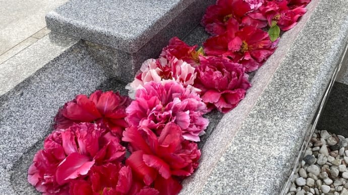 花・牡丹