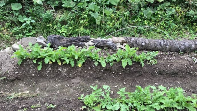 《家庭菜園》ダイコン【一部まき直しが発芽】(20/09/26)