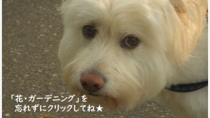 デュランタ・タカラヅカ★シェフレラ・ホンコン