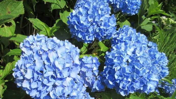 猛暑の日々は青と紫の花で涼む