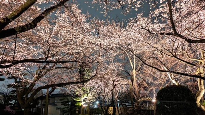 「新寺🌸小路」寺町花見探訪③　ライトアップで夜桜もきれい！
