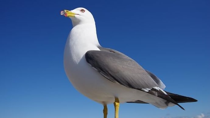 蕪島のウミネコ達