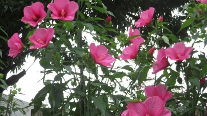 楽書き雑記「本格的な夏を歓迎するタイタンビカス、カンナ、ヒマワリなど＝名古屋の名城公園」