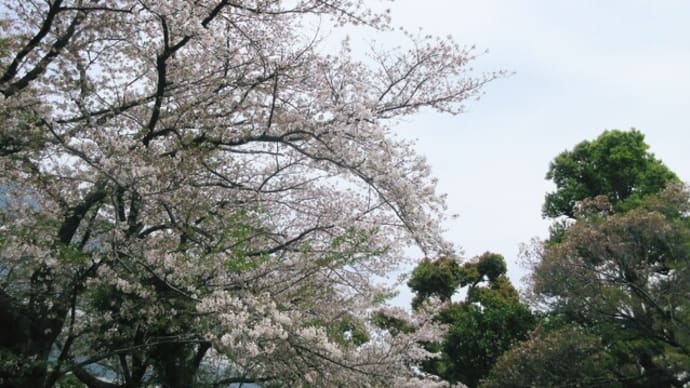 栗原の桜