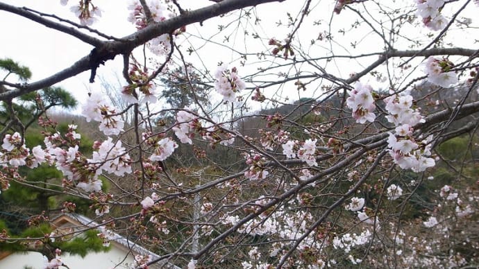 花だより、やっと咲き出した豊姫神社のソメイヨシノ