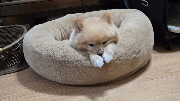 悪阻?のよう