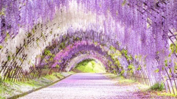 永遠という渦巻き〜藤③〜