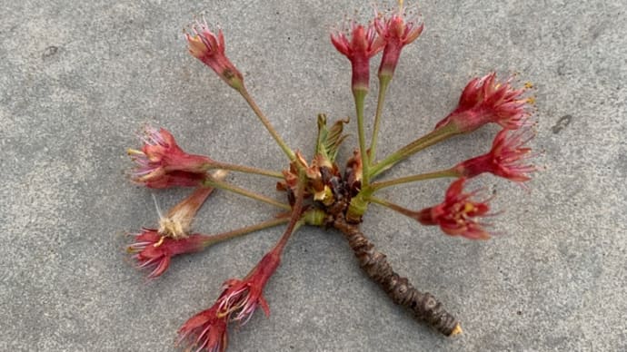 オサンポ walk - 植物plant: ハナチル flower falls