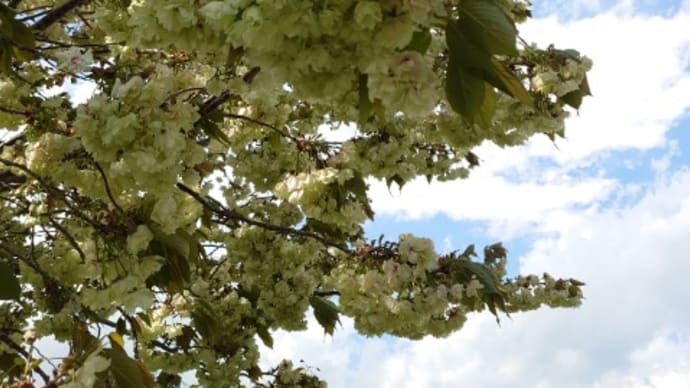 ウォーキング途中の花々