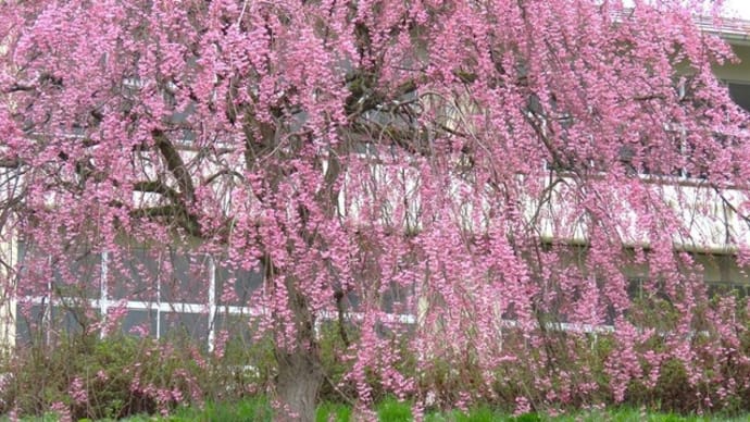 卒業記念樹の桜が満開です。