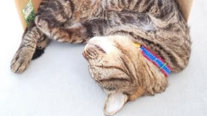 吐血して1ヶ月 猫のココ坊日記 31