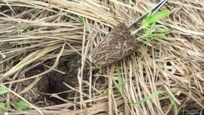 キク科の野菜って、虫に強いですね。