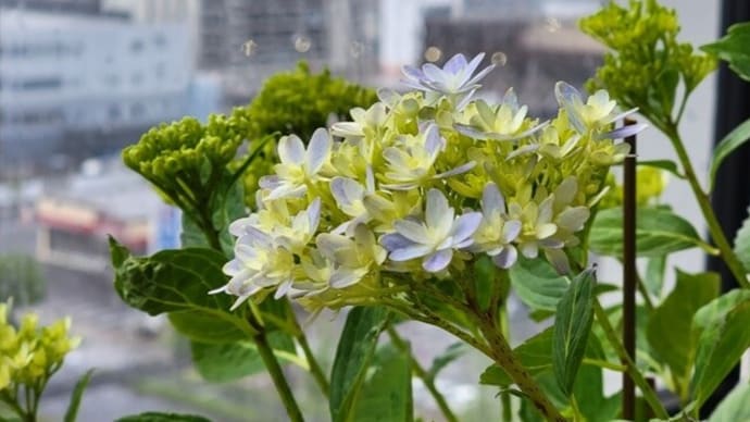 紫陽花ささやく雨模様
