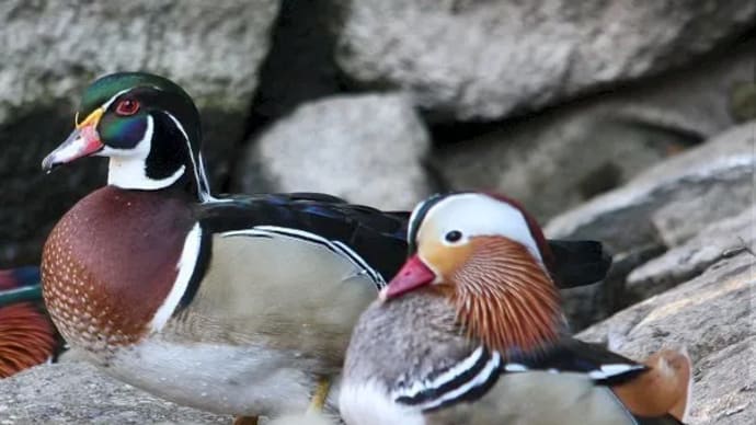 あれってそれって何と云う鳥なの ~ 60mの崖から落ちても大丈夫な鳥
