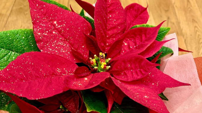 クリスマス発表会、無事終了