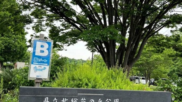 千葉県印西市 北総花の丘公園の バラ園