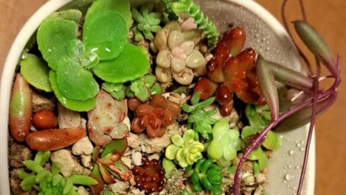 ちまちまと多肉植物を寄せ植えてみる