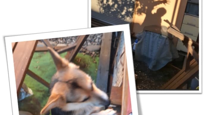 じじいとムギのおSUM歩ヴギ・・・ じじい 何処だ?ワン🐕