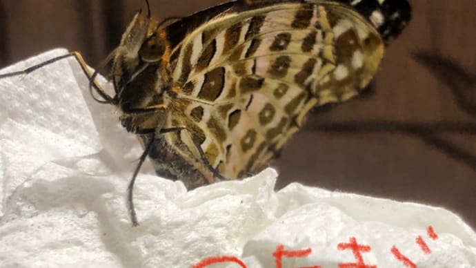 今日のツマちゃん🦋