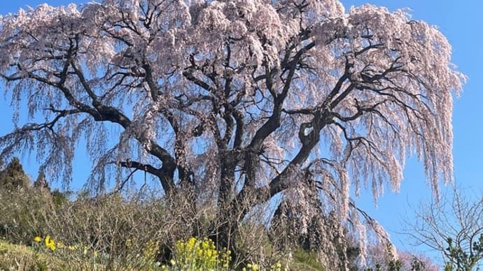 おすすめの三春桜〜その3