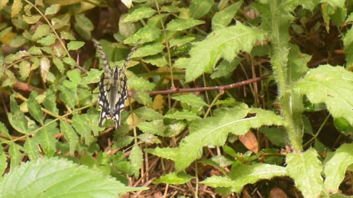 いつもの公園で出会った昆虫たちとキジバト