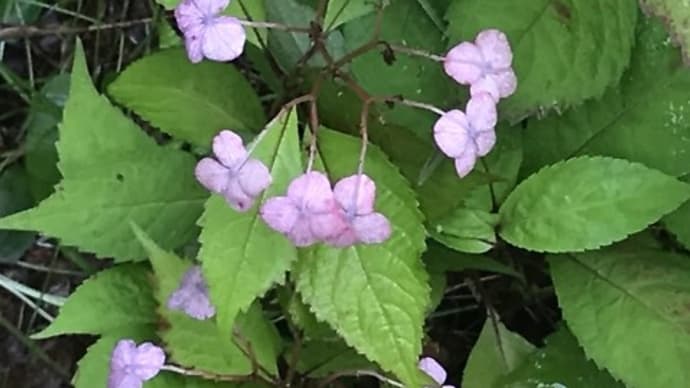 葉で甘いお茶をつくるアマチャ やっぱり赤くなってきた