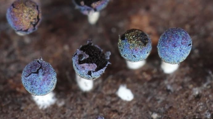 タマジクホコリ(Didymium bulbillosum)と変形菌