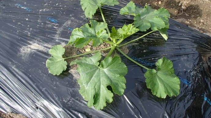キュウリ・フリーダムの定植と枝豆快盗黒頭巾の種蒔き 2日