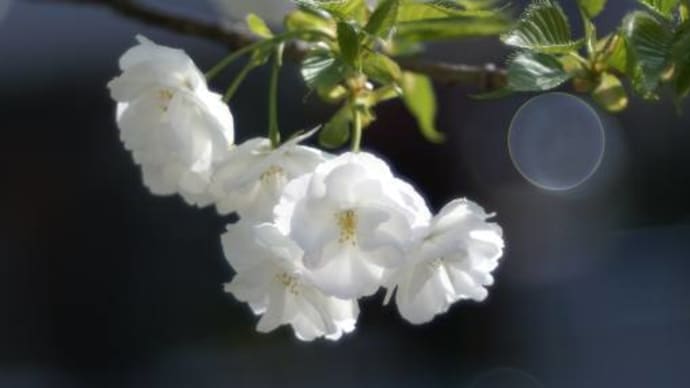 白い八重桜