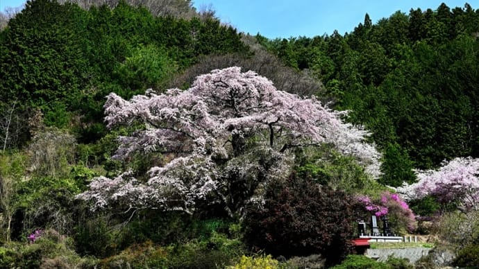 西丸尾の枝垂桜