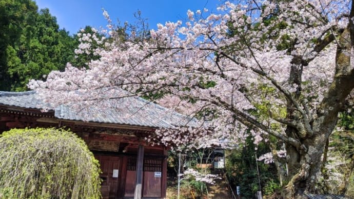 不要不急のお花見ライド