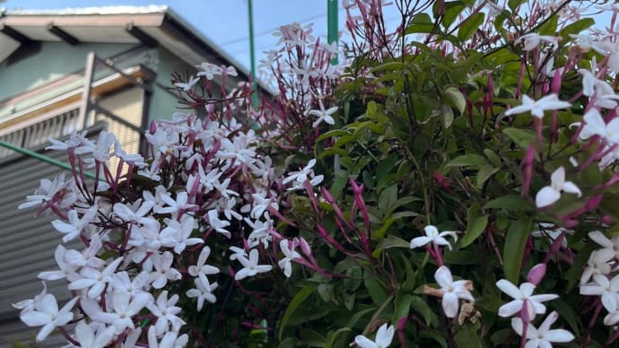 5月です