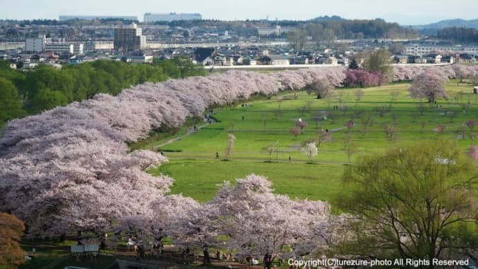 2025みちのく三大桜名所・北上展勝地