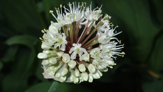 ギョウジャニンニクの花