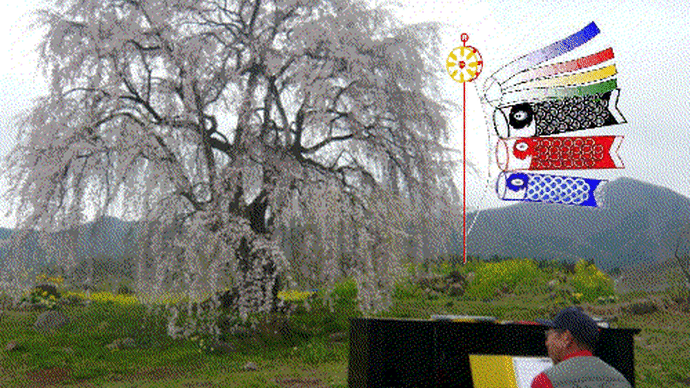 長野県和美（なごみ再投稿）の枝垂れ桜