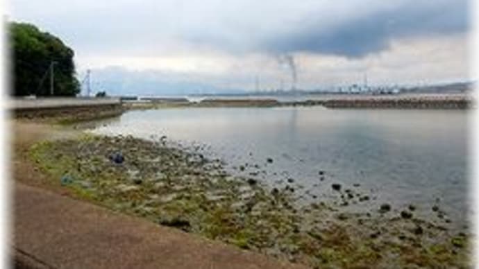 潮干狩り2025「笠岡市神島」