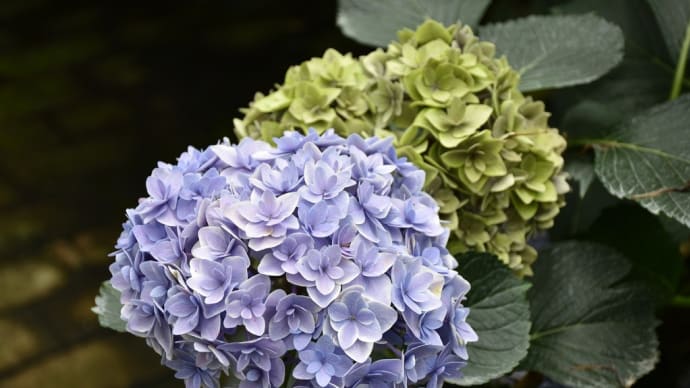 あじさい狩り 静岡県掛川市原里 加茂荘花鳥園・展示温室(8)温室から外の菖蒲園へ