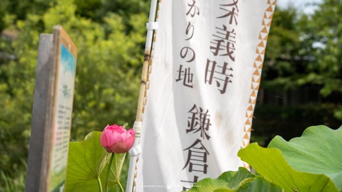 令和四年の中尊寺ハス【永福寺跡】今年ならではの光景