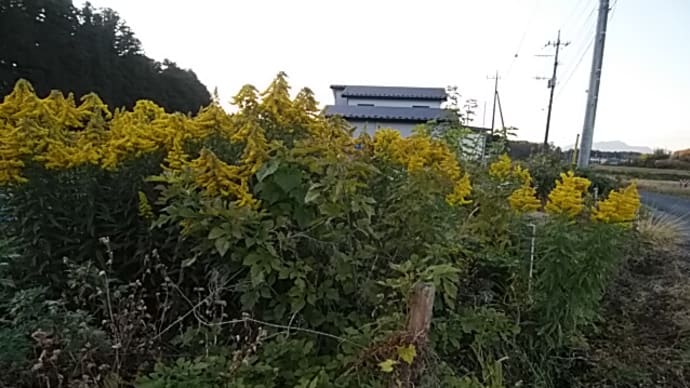 一関(いちのせき)なつみ/福島の福や背高泡立草