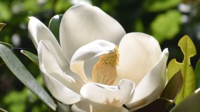 府中市郷土の森博物館 タイサンボクの花が咲いています 7