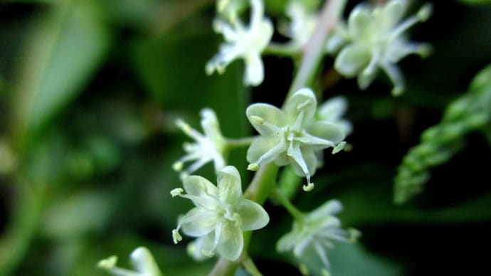 オカワカメ (雲南百薬) エンゼルトランペット ほか