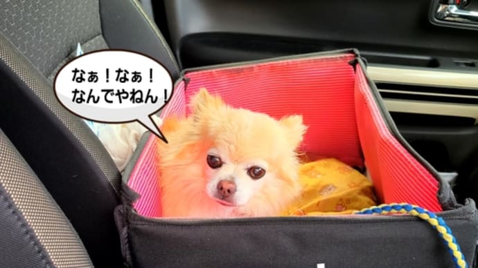 トリミングもやりにくいお年頃になりました。
