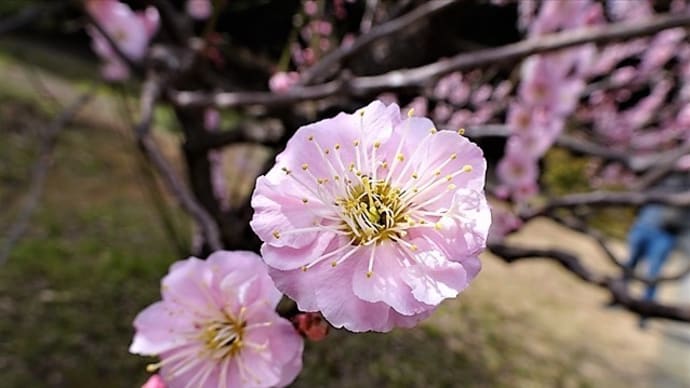 「梅」/旧芝離宮恩賜庭園