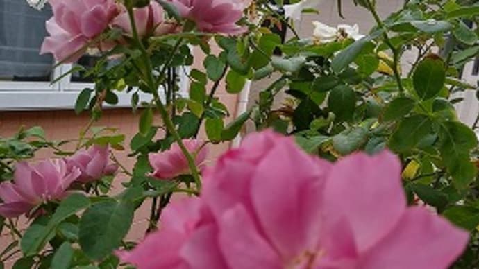 夏の名残の薔薇達とまだまだ元気な夏の草花&猫の日の記念の消臭剤GET!