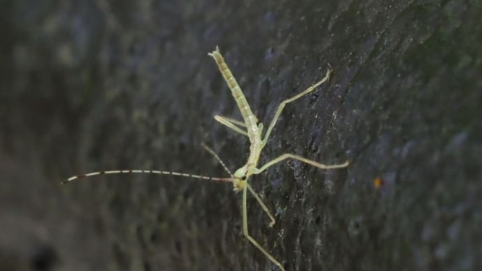 散歩中に出会った生き物たち